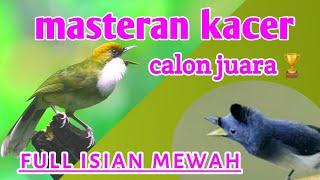 Mantap nih??Masteran kacer juara nasional full isian mewah