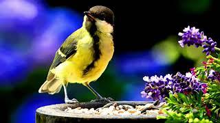 Great Tit.Bird Song.(Parus major).