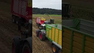 Mais häckseln  fendt 820 ️