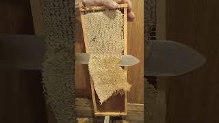 Откачка весеннего мёда в сезоне 2025 #bee #пчеленок #beekeeper
