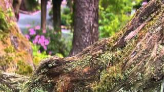 Glacier Gardens Rainforest Adventure Video