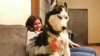 No one does drama like a Husky!  FUNNIEST Dogs Video