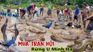 Mùa Trăn,Rắn Hổ Mây Hội Ở Rừng U Minh Hạ Cà Mau  cùng tham quan nhà ông lão thợ săn toàn loài độc Lạ