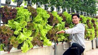 Look at This Plastic Bottle Garden – You'll Regret Not Knowing Sooner!