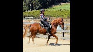 Riding The Trotty Gaited Horse - Fox Trot And Saddle Gait - Copper -Gaited Horse Training