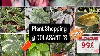 Plant Shopping @ COLASANTI’S (Amazing Deals on Classic & Uncommon Houseplants)