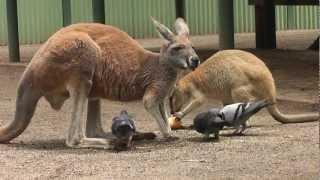 Feeding Kangaroos in Sydney - How to be more assertive - a self-help guide