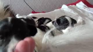 Kennel FCI DZHERMANOTTA ROYALS. Puppies Litter В