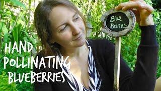 Hand pollinating Blueberries on How to Grow a Garden with Scarlett