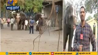 Elephants Stranded @ Goshala, Due to Lockdown | Over TTD Director Interview