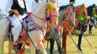 Nezabazi Pothwar | beautiful Horses punjab Pakistan | pothwari culture