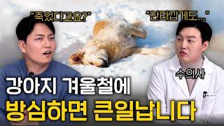 강아지 겨울철 신발? 옷? 이건 반드시 알아두세요 (진짜 죽을수도 있어요) | 멍터뷰ep.8