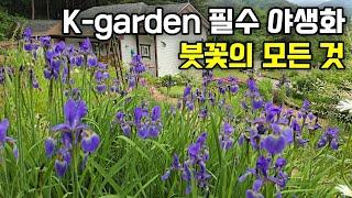 K-garden의 필수 야생화 | 붓꽃의 모든 것 | 강원도 정원