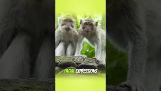 Interesting Things About Monkeys You Should Know!