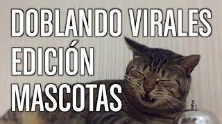 Doblando Virales 15 - Edición Mascotas