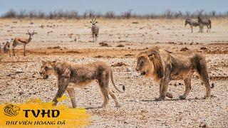  NAMIBIA HOANG DÃ - Cuộc Chiến Không Hồi Kết Giữa Vùng Hoang Mạc Châu Phi! | TVHD
