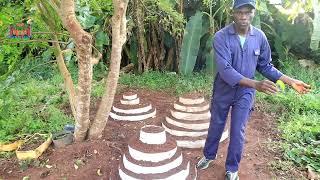 How to Grow seed yams from yam leaves (Yam vines-cuttings) Shortcuts!