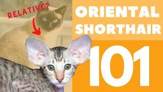 The Oriental Shorthair Cat 101 : Breed & Personality