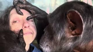 Chimpanzee Grooming & Preening