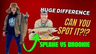 Splake Trout VS Brook Trout Comparison - The differences EXPLAINED