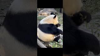 有心事的熊貓？！#大熊貓#熊貓#貓熊#판다 #panda#熊貓愛Panda#搞笑#有趣#funnypanda#可愛#療癒#華麗熊貓#華麗麗#南山竹海#animals