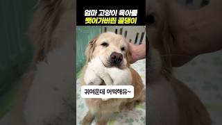 엄마 고양이 육아를 뺏어가버린 골댕이