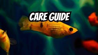 Molly Fish Care: Everything You NEED To Know