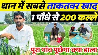 धान में 2 ख़ास चीजें उत्पादन निकलेगा 90 क्विंटल | Dhan Me Kalle Badhane Ke Upay | Dhan Ki Kheti |धान