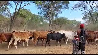 Value your cattle in zimbabwe