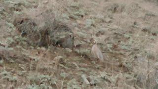 Саҳар Бута Шикори Кабк Keklik avi tuzakla Охота на куропатка Partridge hunting شکار کبک Chukar avi