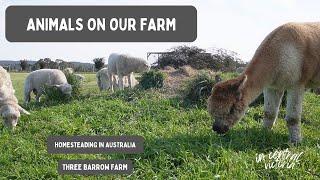 Australian Homestead: Animals on Our Farm