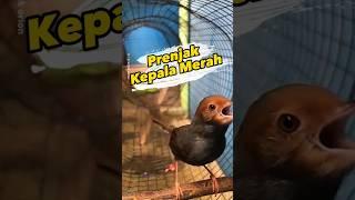 Prenjak Kepala Merah Gacor #prenjak