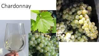 Grape Variety #1: Chardonnay