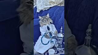 Haji Cing #viral #foryou #kucing #funny #funny #kucinglucu #catlover #catshorts #catvideos #fyp