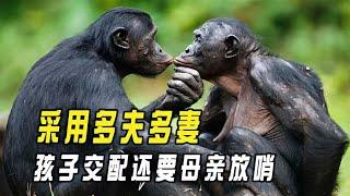 Why do bonobos mate in polygamy? Child mating old mother sentinel? 【Interesting News】