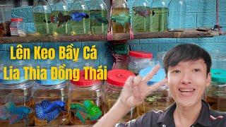 Lên Keo Bầy Cá Lia Thia Đồng Thái | Thích Thử Thách Vlog