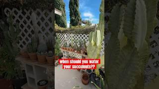 plant care made simple: when to water cactus euphorbia & other succulents #succulent #wateringplants