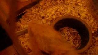 Hamster Chronicles: The Hamster Likes to Chillax