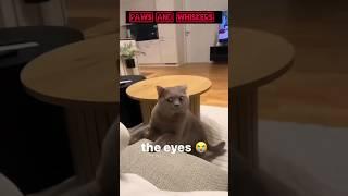 Crazy Cats Unleashed – The Wildest Kitty Antics Ever!