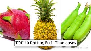 TOP 10 Rotting Fruit Timelapse Videos