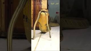 عجائب وغرائب الحيوان الاكثر غموض #shorts #حيوانات #معلومات #animals#الغابة #غرائب #البرية #غموض