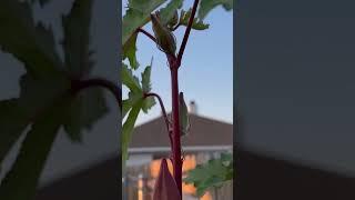 Pretty Red Okra #BackyardGarden #EdibleGarden