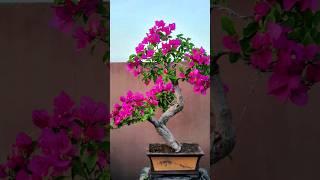 Bougainvillea bonsai #journey #bonsailovers #bonsaiworld #skbonsai #bonsailovers #bougainvillea