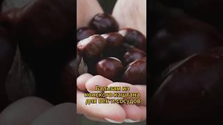 Бальзам из конского каштана для вен и сосудов #натуральное #рецепт #народнаямедицина #венынаногах