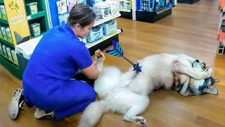 Funny Pet Grooming Fails and Vet Visit Reactions