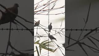 wild hunt | pcp hunting #shorts #viral #trending #pcphunting