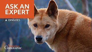 Find Out Facts About Dingoes You Never Knew - Ask An Expert!