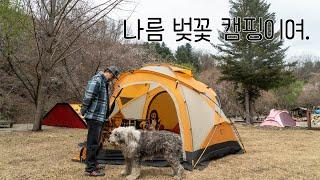 [토키토키] 나름 벚꽃 캠핑, 양평 소리산팜빌리지, 토키토키X블루스타일