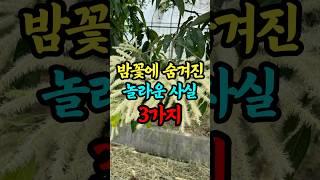 밤꽃에 숨겨진 놀라운 사실 3가지
