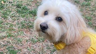 Spring Time is Here With Tedi The Dog With Passport to Travel is live!